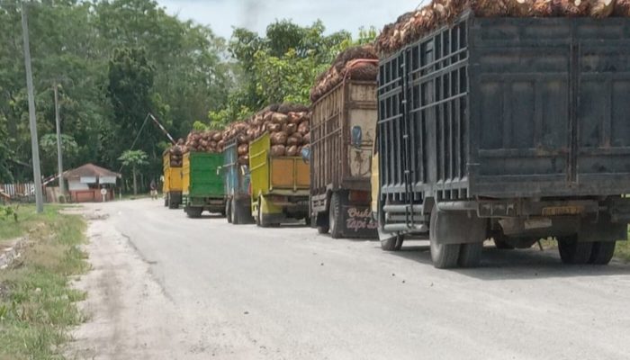 Dugaan TBS Mentah Pihak Ketiga Bebas Sortir Masuk ke PKS Dosin Regional-2, Manajemen Dikonfirmasi Bungkam